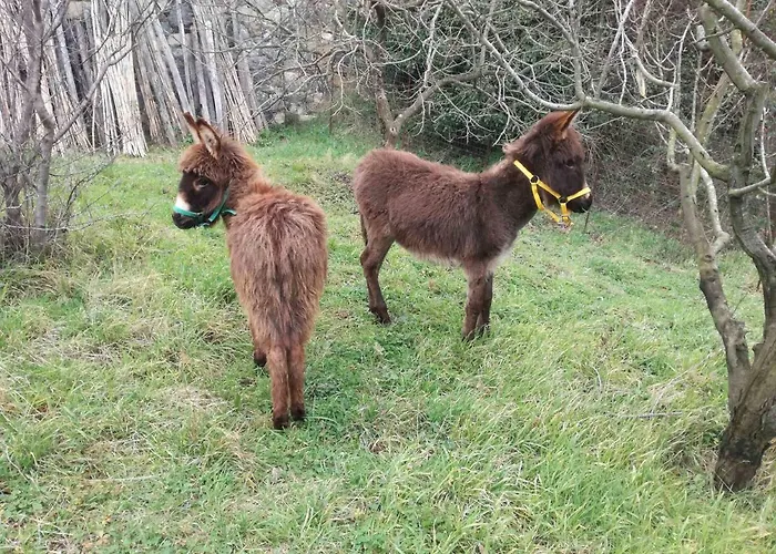 Alloggio per agriturismo Agriturismo Verdure Naturali
